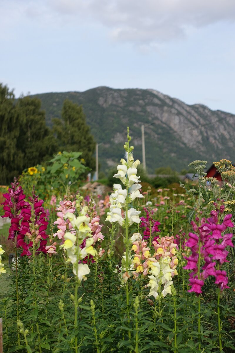 Blomsterbed med fjell i bakgrunnen