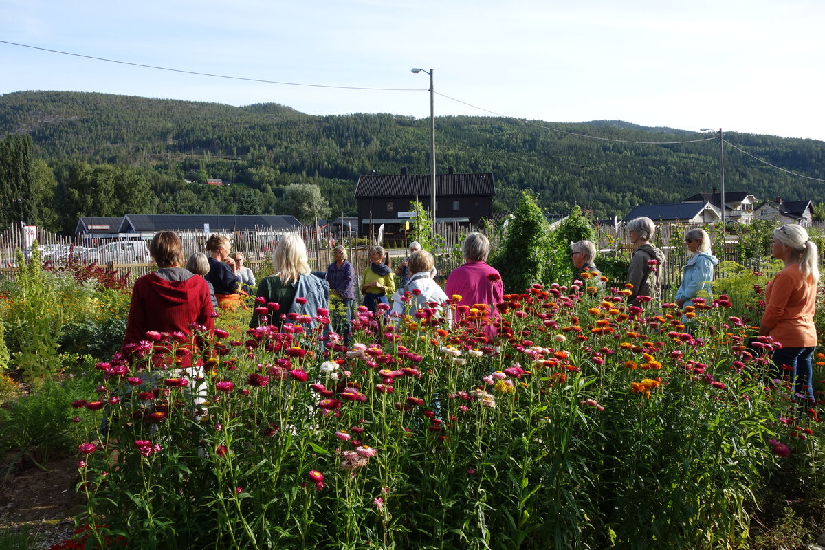 Gruppe på guidet omvisning blant blomsterbedet